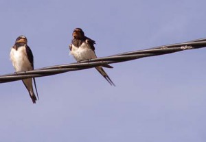 L'Hirondelle rustique - photo : William Béduchaud
