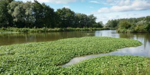 EEE, Hydrocotyle Fausse Renoncule, Sambre