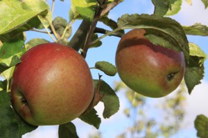 pomme petit bon