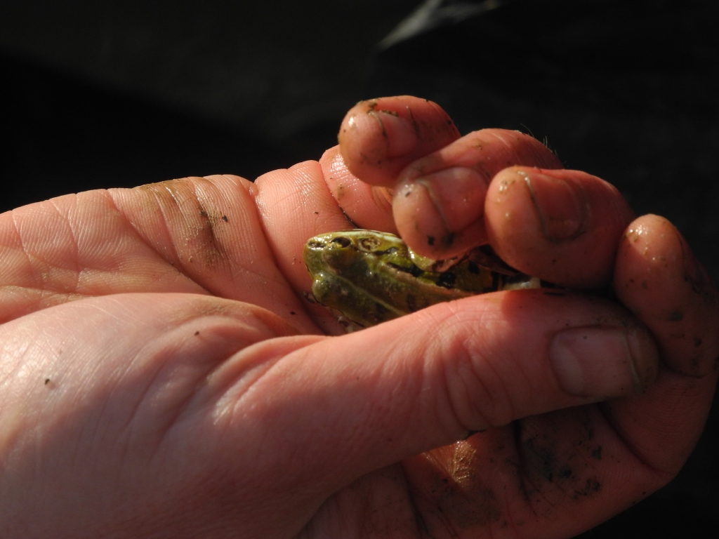 grenouille verte2