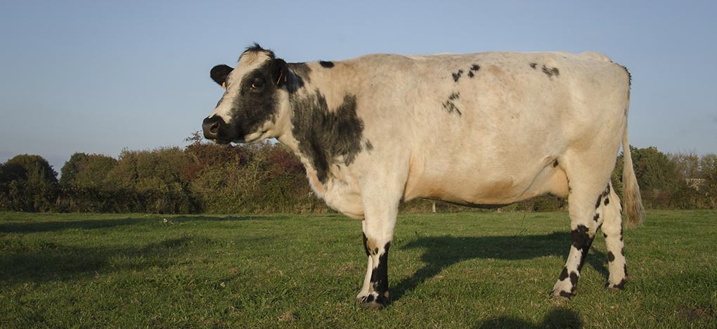 Imminence : une vache Bleue du Nord de l’Avesnois, égérie du Salon International de l’Agriculture 2019 !