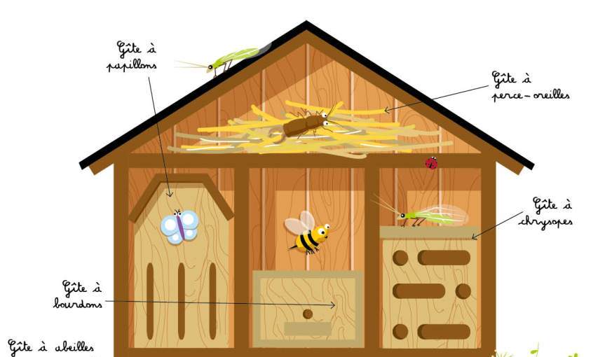 gite insecte web