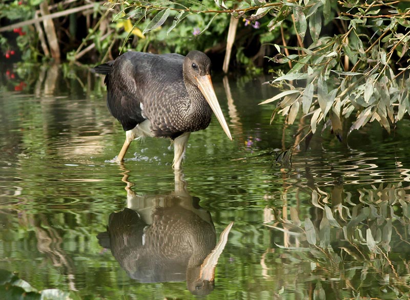 Cigogne noire