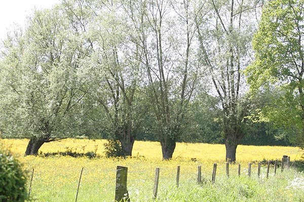 Parc Naturel Régional de l'Avenois Parc Naturel Régional de l'Avenois