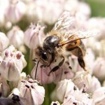 Abeille - Photo : William Béduchaud