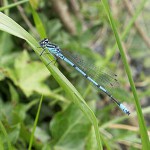 Agrion jouvencelle - Photo : William Béduchaud