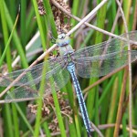 Anax empereur - Photo : Aurélien Thurette