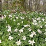 L'Anémone des bois- Photo : Bernard Grzemski