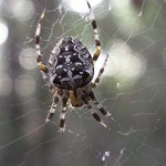 L'Araignée diadème - Photo : William Béduchaud