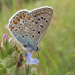 Argus bleu - Photo : William Béduchaud