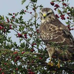 Buse variable photo : Gerard Dubois