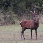 Le Cerf élaphe - Photo : Gerard Dubois