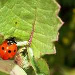 Coccinelle à 7 points - Photo : William Béduchaud