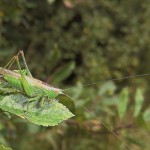 Conocephalus - Photo : Sébastien Mézière