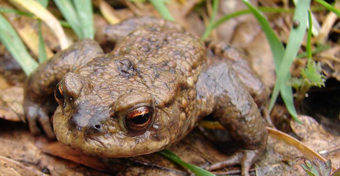 Crapaud-commun-foret-mormal