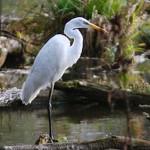 Grande aigrette