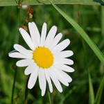 Grande marguerite - Photo : Matthieu Franquin