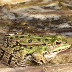 Grenouille verte - Photo : William Beduchaud