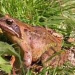 Grenouille rousse - Photo : Bernard Grzemski