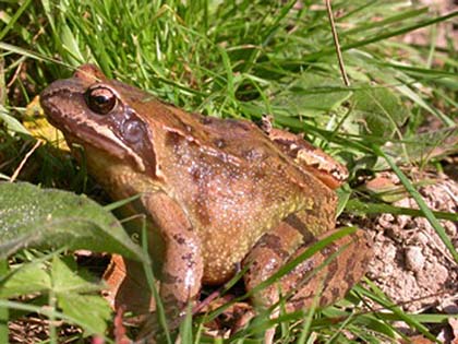 Grenouille rousse - Photo : Bernard Grzemski