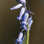La Jacinthe des bois - Photo : Marc Grzemski