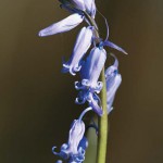 La Jacinthe des bois - Photo : Marc Grzemski