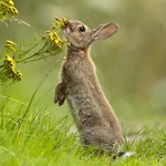 Lapin de garenne - Photo : Gérard Dubois