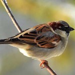 Moineau domestique - Photo : JP Pépin