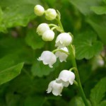 Muguet