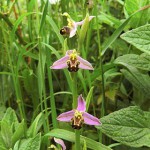 Ophrys Apifera