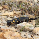 Salamandre tachetée - Photo : Bernard Grzemski