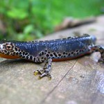 Triton alpestre - Photo : Matthieu Franquin