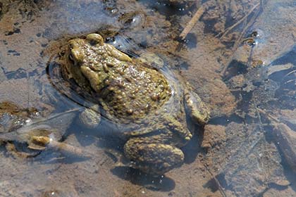 Le Crapaud commun - Photo : Matthieu Franquin