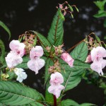 Balsamine de l'Himalaya