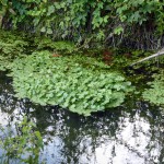 Hydrocotyle Fausse Renoncule