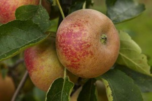 pomme reinette