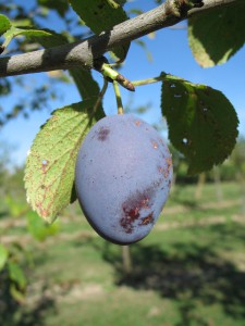 prune altesse