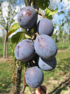prune coe violette