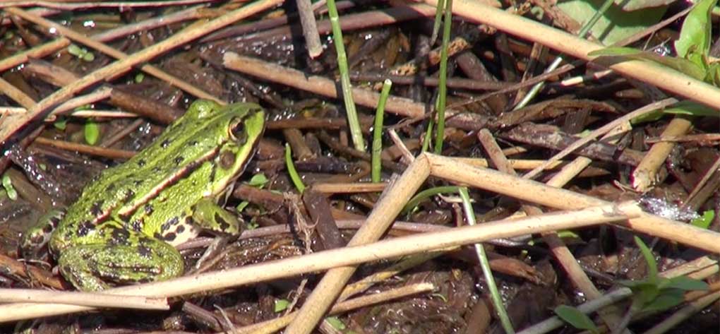 grenouille mare