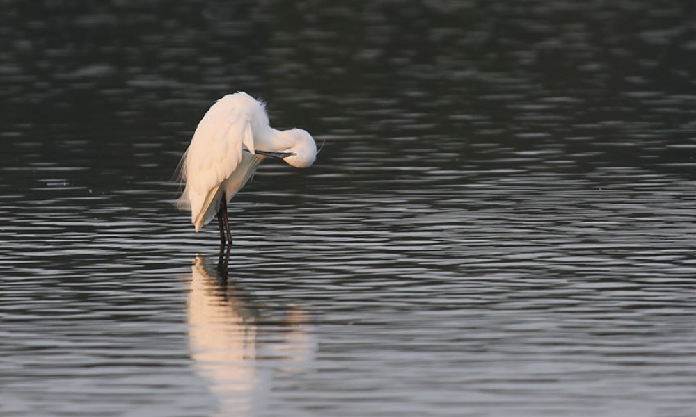 Aigrette garzette – Photo : Gregory Smellinckx