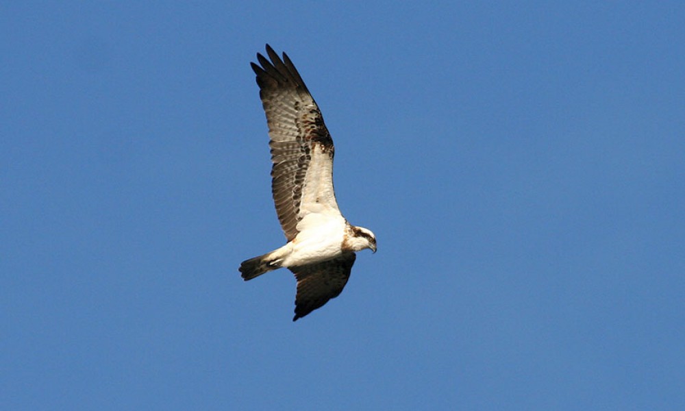 Balbuzard Pêcheur – Photo : Vincent Palomares