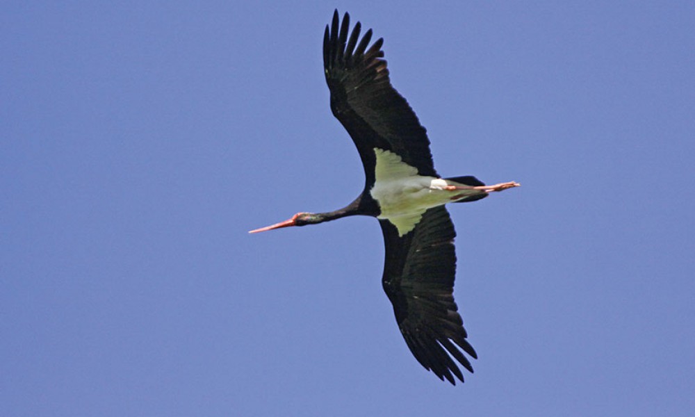 Cigogne noire – Photo : Jules Fouarge