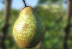 poire-comtesse