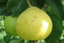 poire-gonio