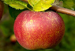 pomme-double-bon-pommier