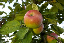 pomme-double-huile