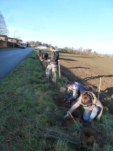 plantation aulnoye déc 2016 015