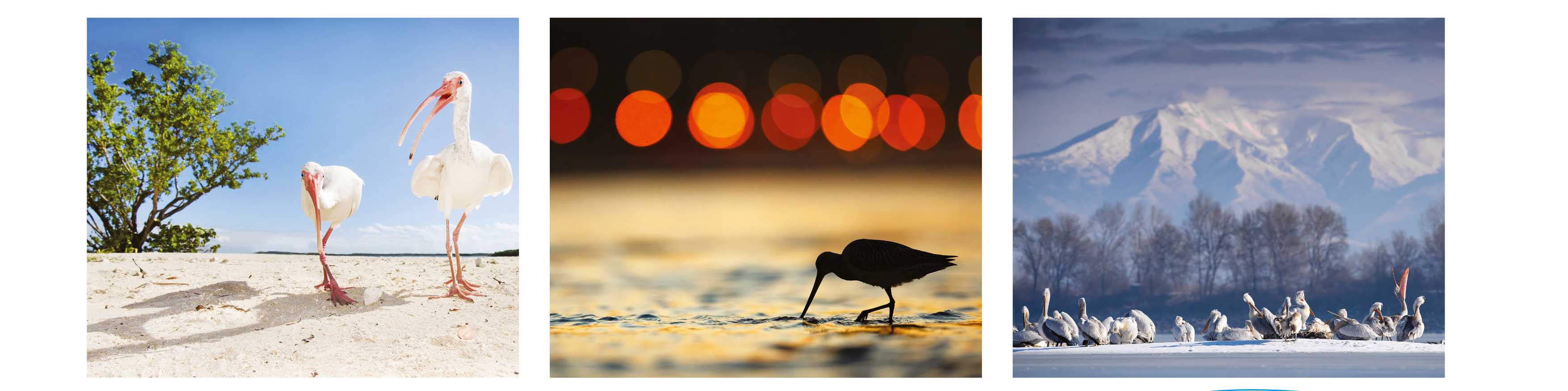 Photos oiseaux copie